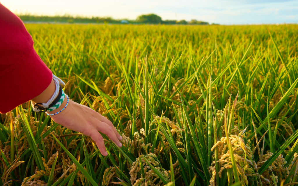 Basmati Rice Field Quality Page