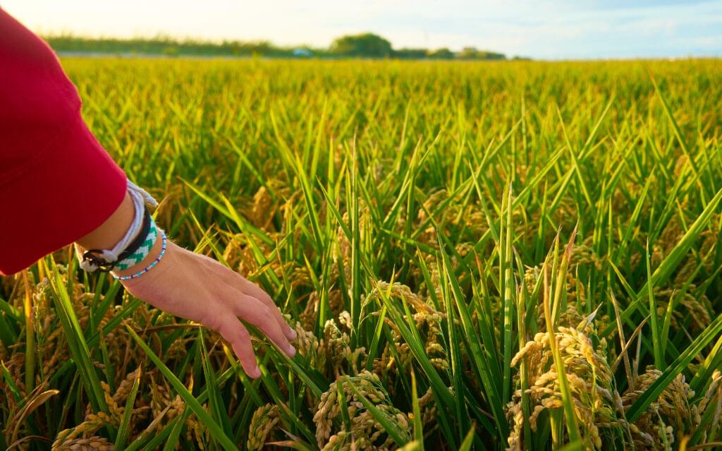 Basmati Rice Field Quality Page